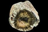 Long Triassic Woodworthia Petrified Log - Zimbabwe #104754-1